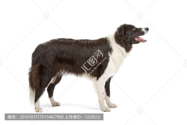 邊境牧羊犬