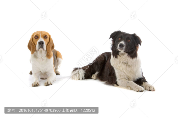 比格犬、邊境牧羊犬