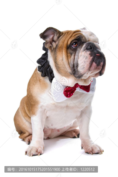 英國斗牛犬