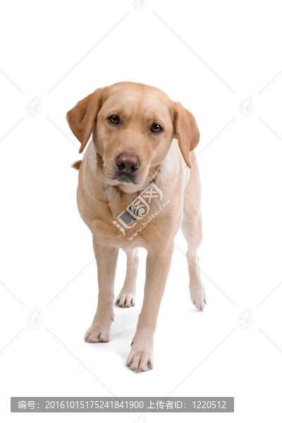 金毛狗