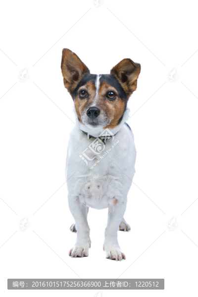 杰克羅素梗犬