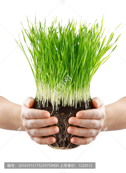 手拿青草