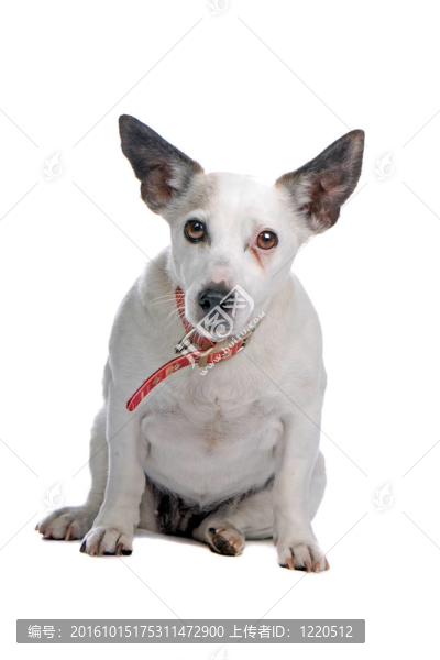 老杰克羅素梗犬