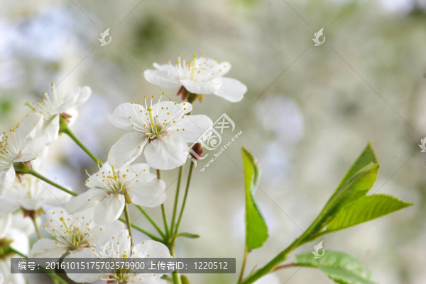 櫻花