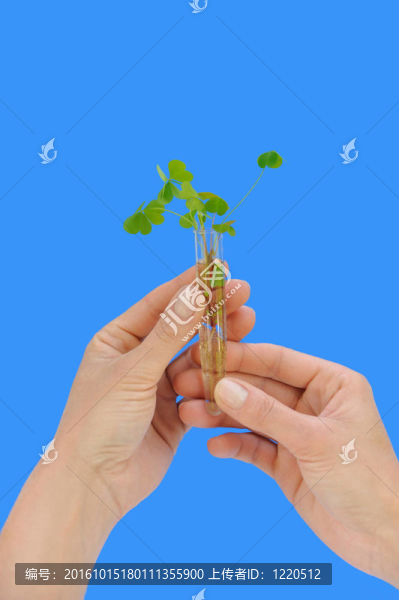 雙手持管新鮮索雷爾（草）