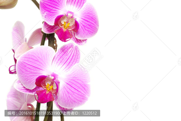 蘭花