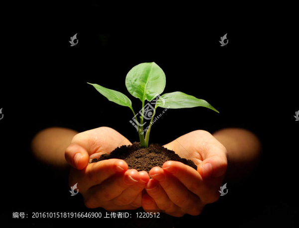 植物在手