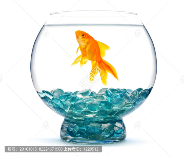 魚缸里的金魚