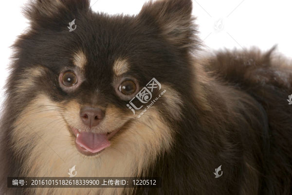 博美犬的小狗