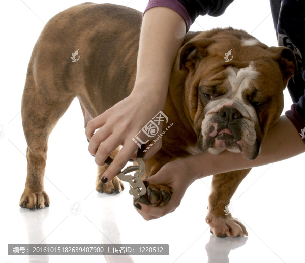 英國斗牛犬的腳趾甲人切割白色背景