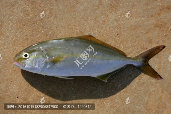 魚魚魚大螄dumerili