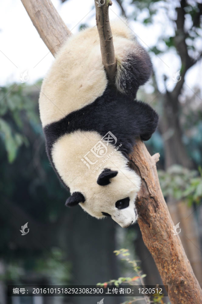 熊貓爬樹(shù)