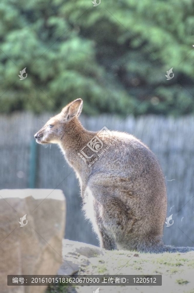 動物照片