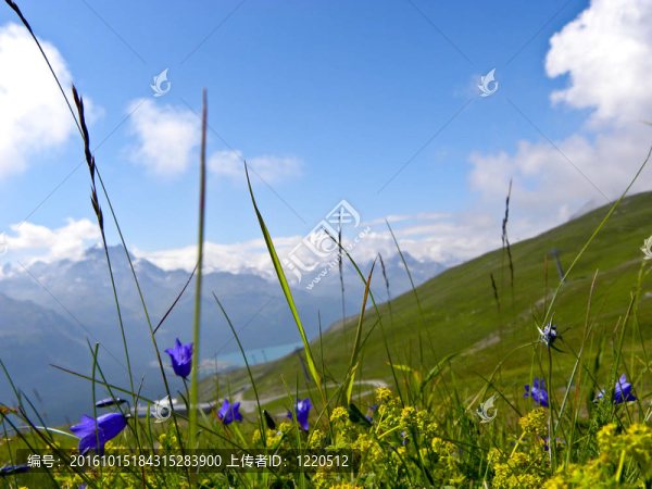 花和山