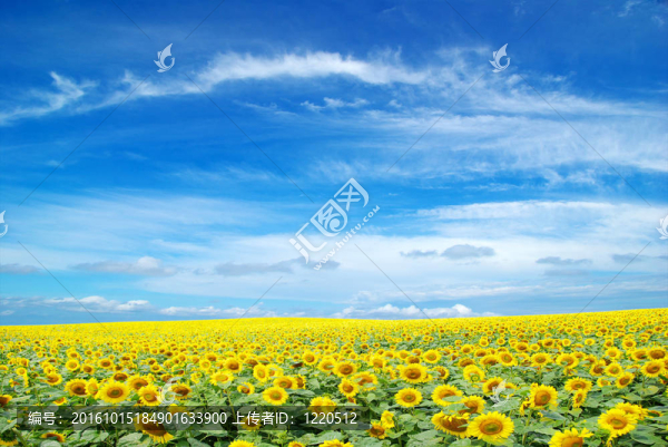 向日葵花田