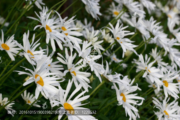 雛菊花