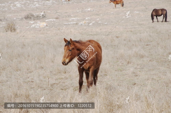 馬在山