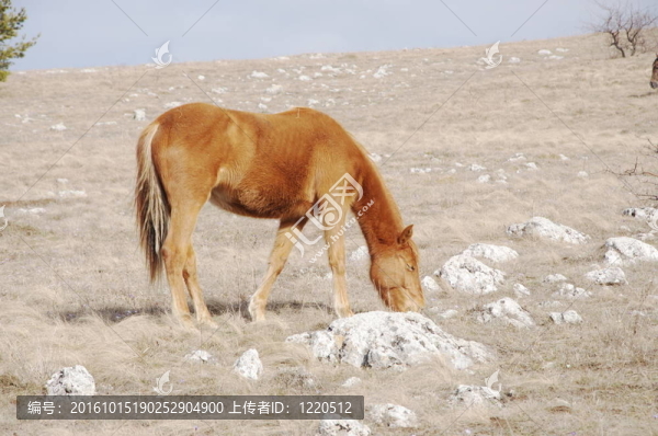 馬在山