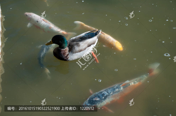 錦鯉魚