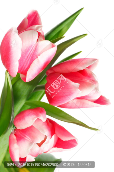 白色郁金香花
