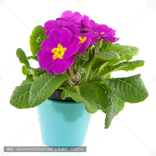 藍(lán)紫色的報(bào)春花壺