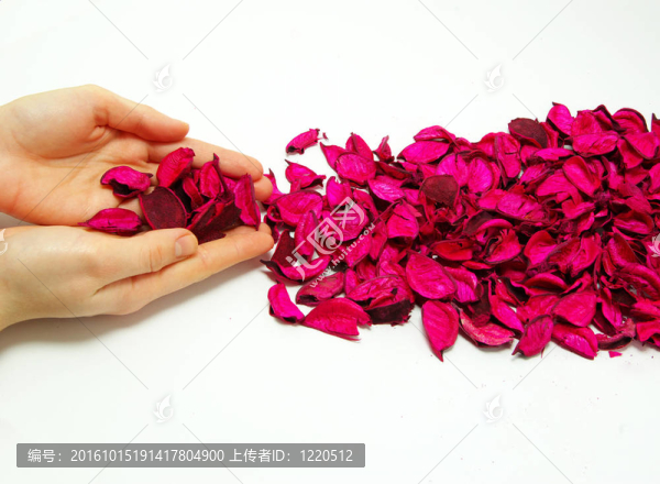 玫瑰花瓣