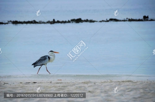 海鳥(niǎo)