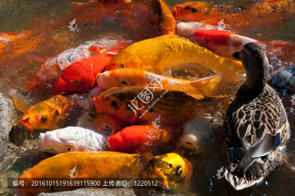 錦鯉魚