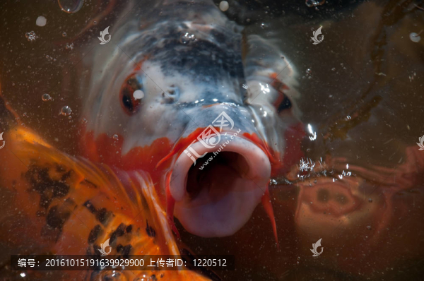 錦鯉魚