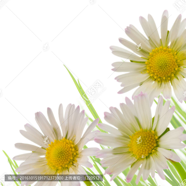 雛菊花；春季花藝設(shè)計
