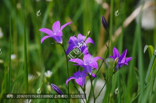 領域的Flowers