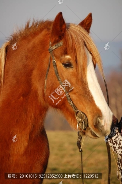 馬