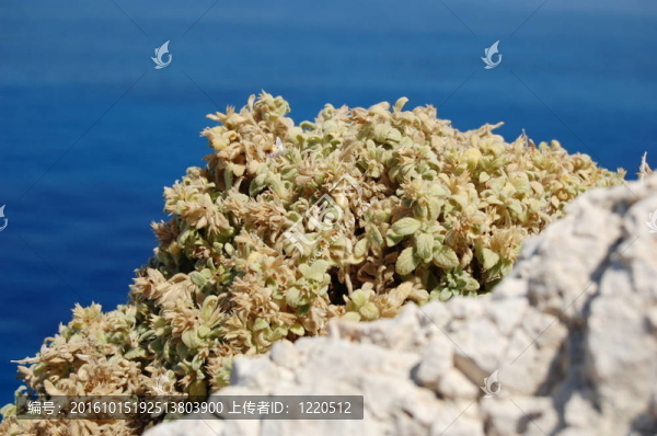 花背景和愛(ài)奧尼亞海；萊夫卡扎；希臘