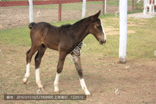 小馬駒
