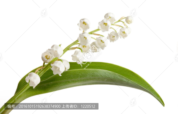 莉莉和綠葉
