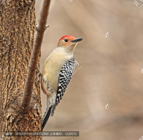 紅腹Woodpecker；Melanerpes,carolinus