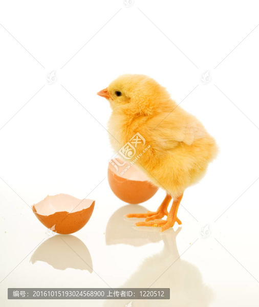 雞蛋殼春雞