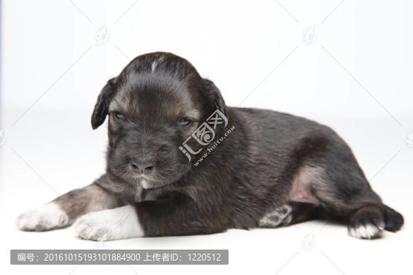 棕色的小狗狗