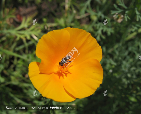 Eschscholzia夜蛾或加利福尼亞罌粟；家庭Papaveraceae