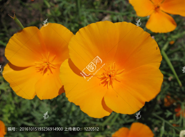 Eschscholzia夜蛾或加利福尼亞罌粟；家庭Papaveraceae