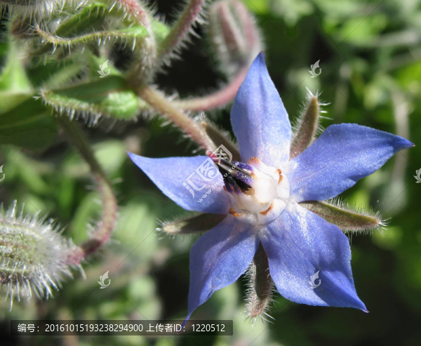 Flower,borago（琉璃苣）；一家Boraginaceae