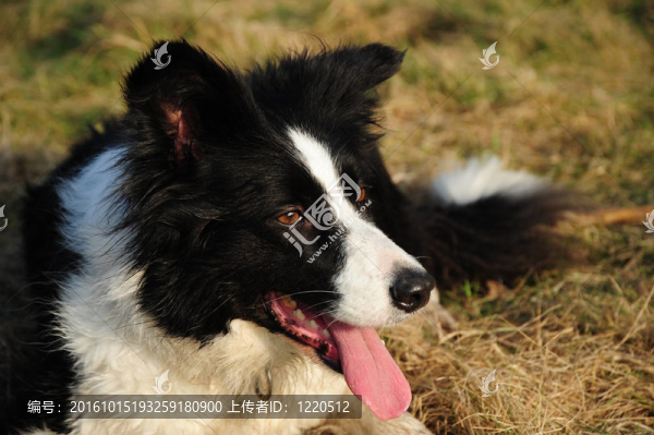 邊陲牧羊犬