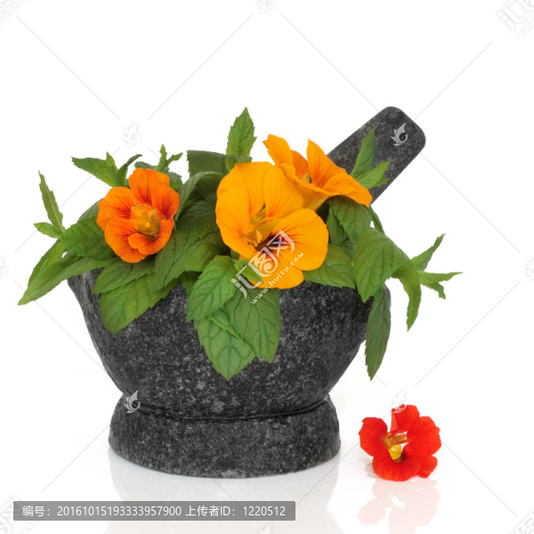 金蓮花和薄荷