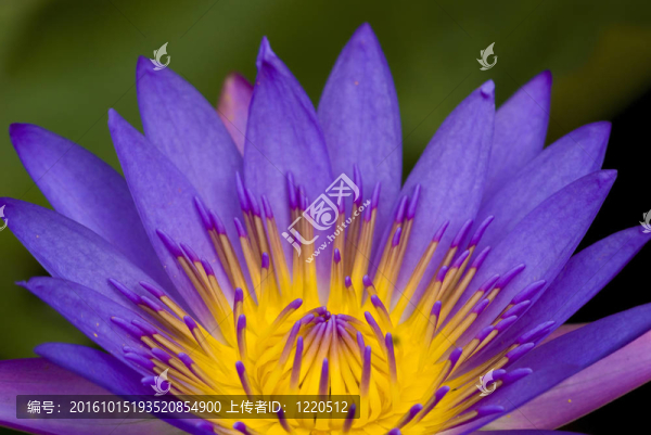蓮花