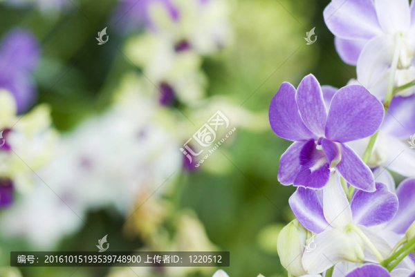 蘭花