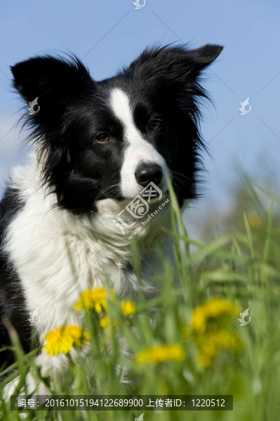 邊陲牧羊犬