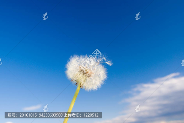 蒲公英種子頭。