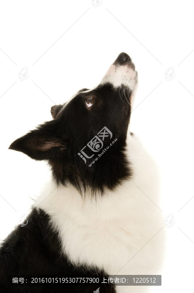 邊陲牧羊犬