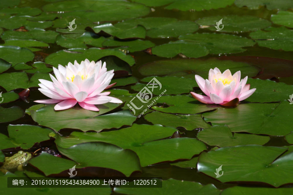 粉紅色的荷花