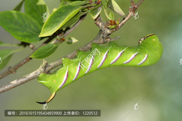 鷹蛾卡特彼勒（獅身人面像女貞）